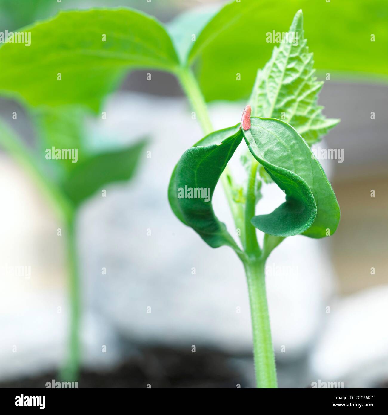 Gurken-Pflanze, close-up Stockfoto