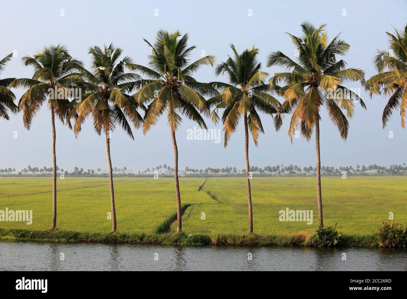 Süd-Indien, Kerala, Indien, Alappuzha, Blick auf Palmen und Reisfeld Stockfoto