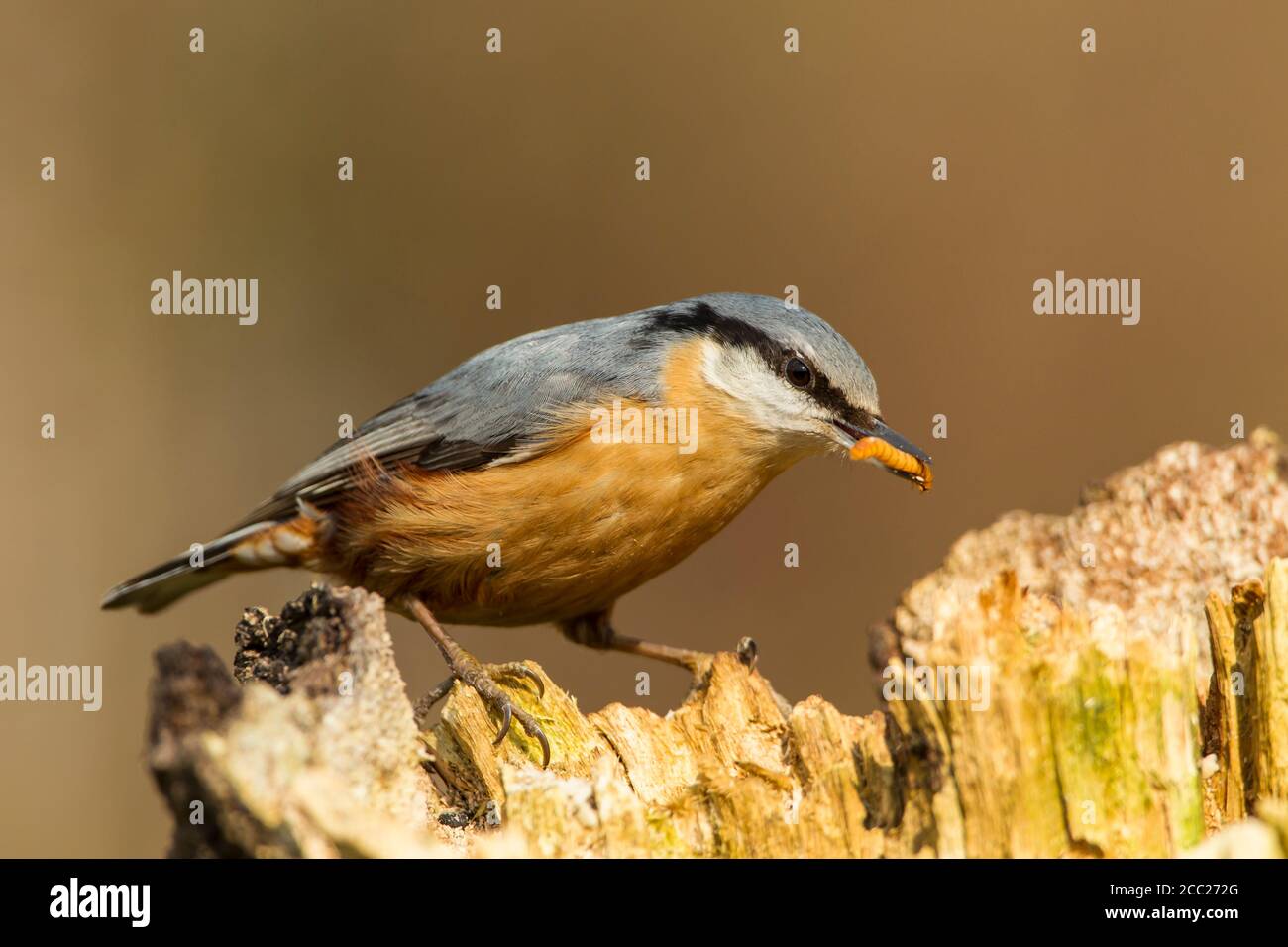 Deutschland, Hessen, Nuthatch Vogel hält Wurm im Mund Stockfoto