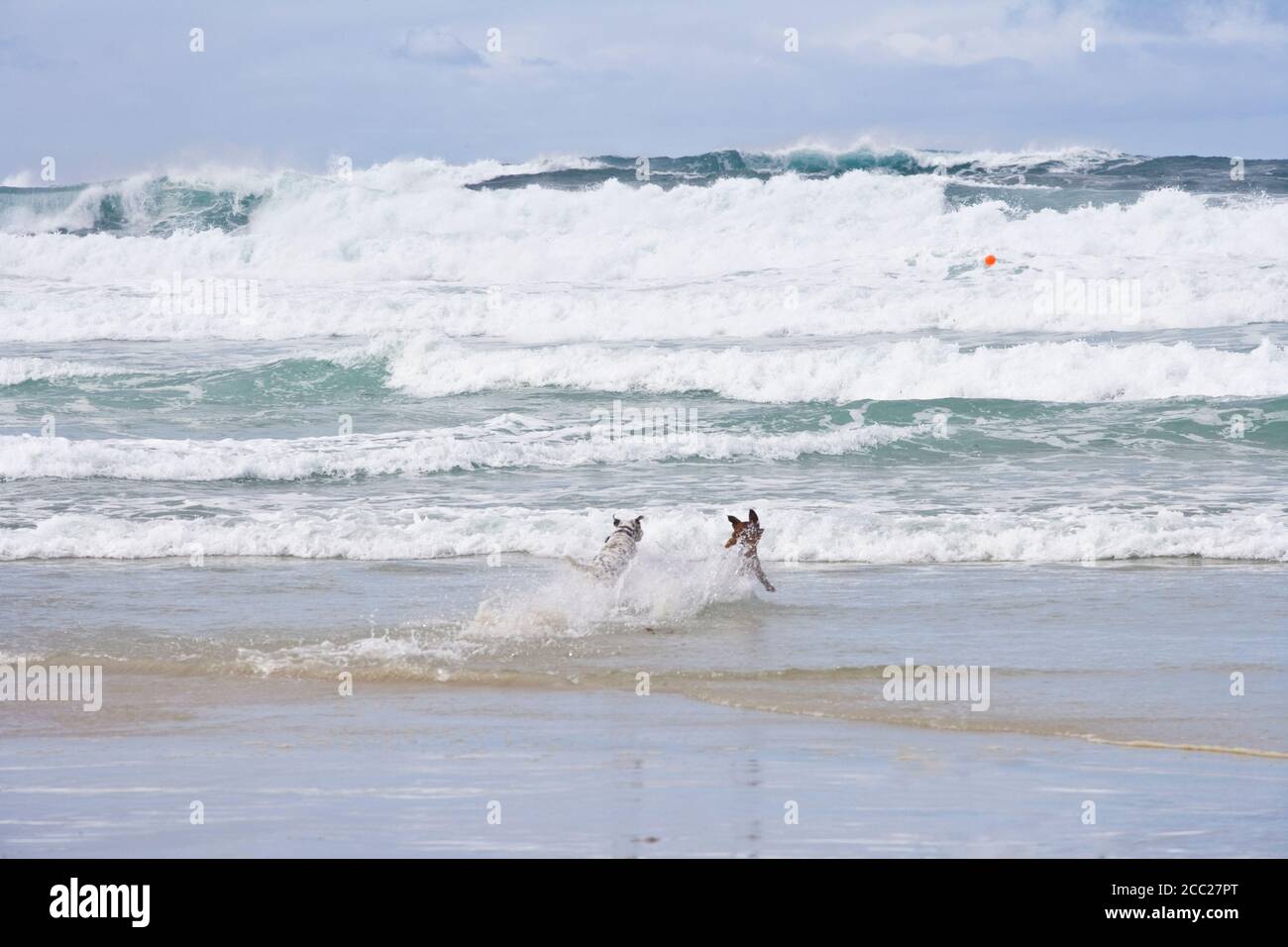 Hunde laufen nach dem Ball Monterey Beach, Kalifornien Stockfoto
