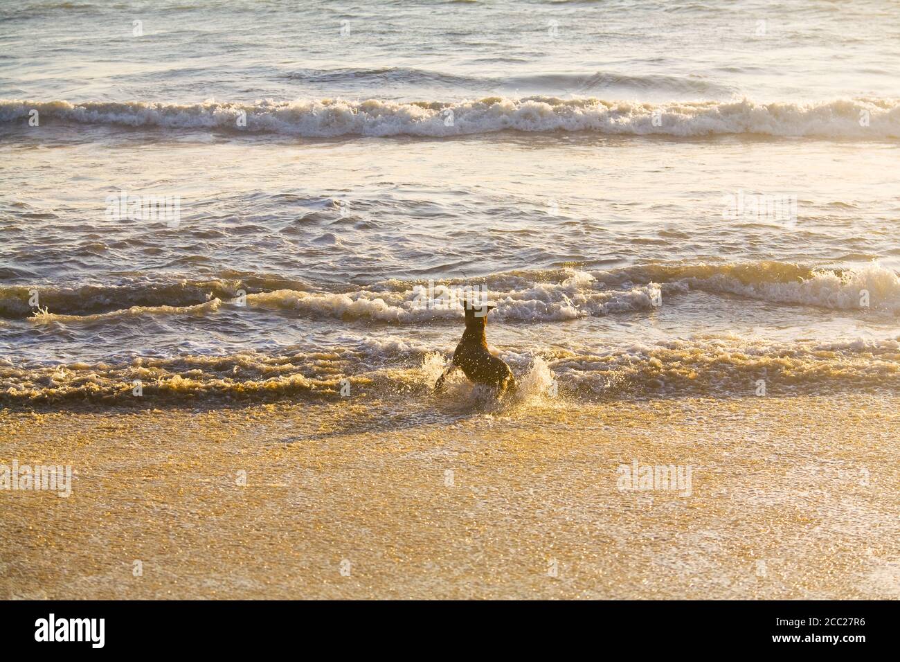 Hund spritzt in Wellen am Huntington Strand während des Sonnenuntergangs Stockfoto