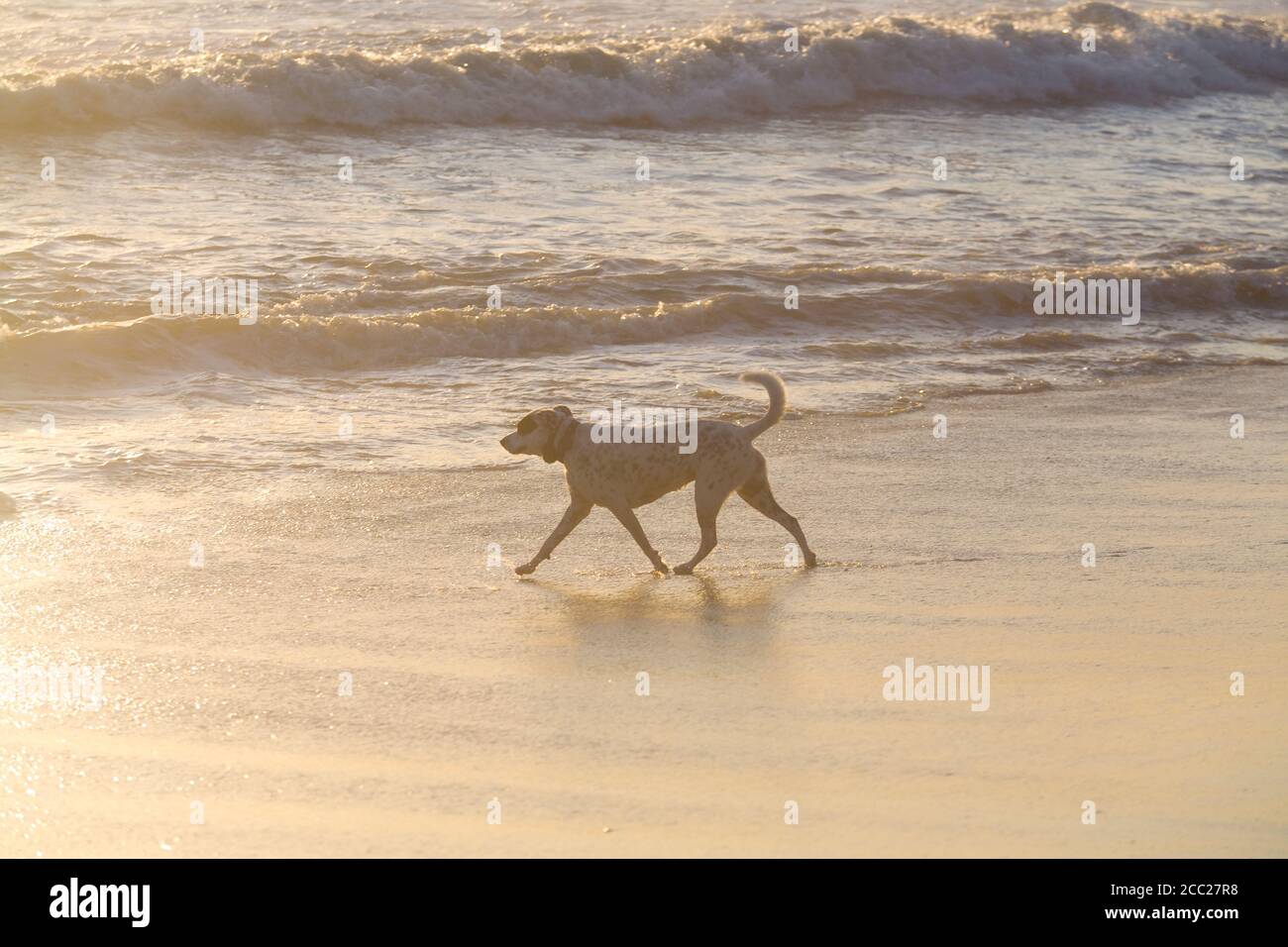 Hund läuft am Huntington Strand während des Sonnenuntergangs Stockfoto
