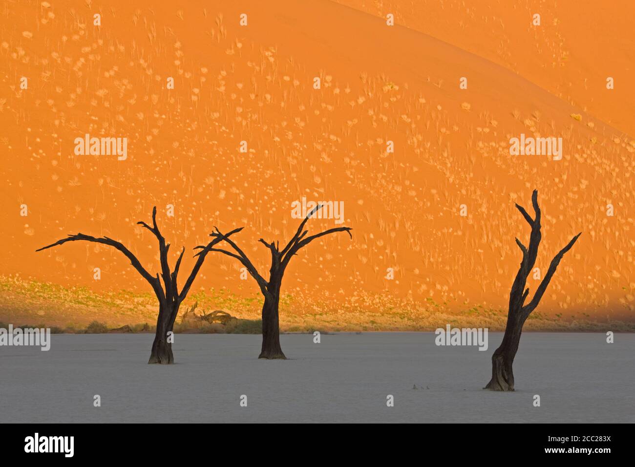 Afrika, Namibia, Deadvlei, tote Bäume in der Wüste Stockfoto