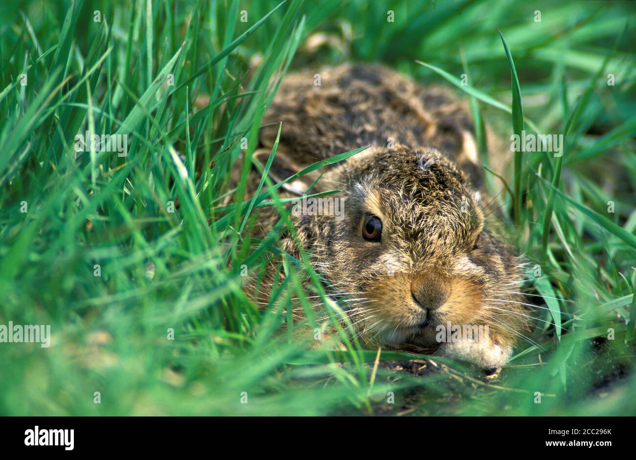 Junge Hasen, Lepus Capensis Stockfoto