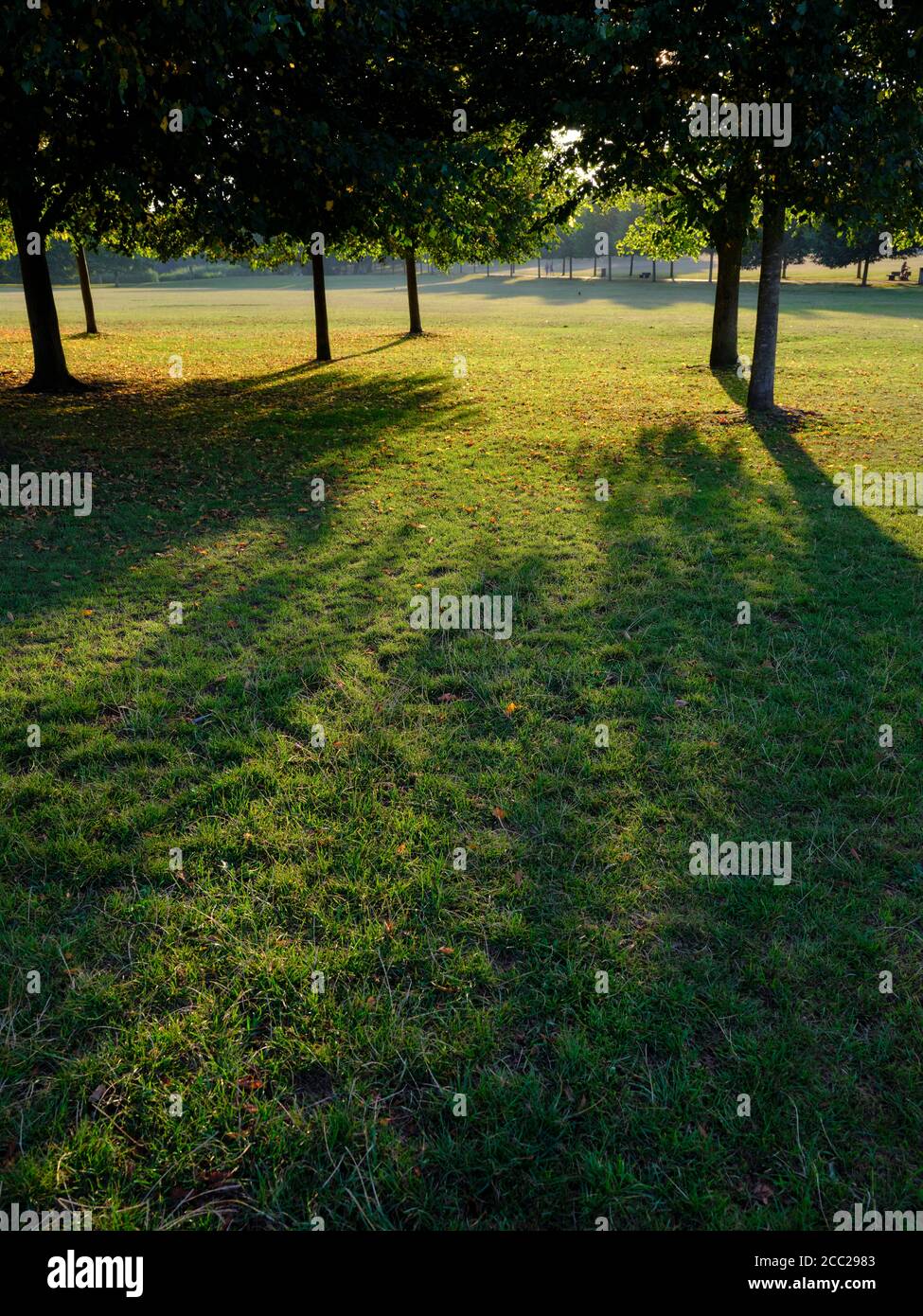 Lat Sommer Sonnenlicht durch einen Stand von Bäumen auf einem Bett von grünem Gras im Sommer. Stockfoto