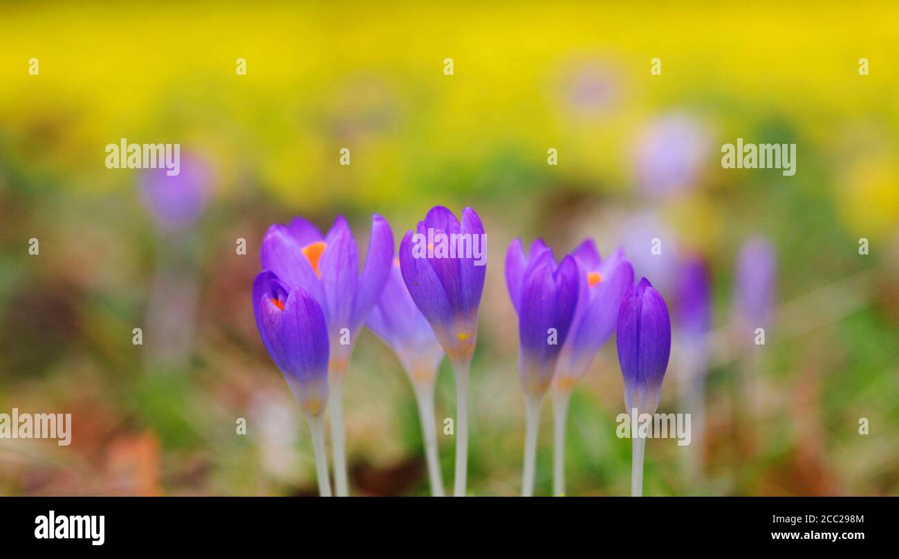 Deutschland, Krokusblüten, Nahaufnahme Stockfoto