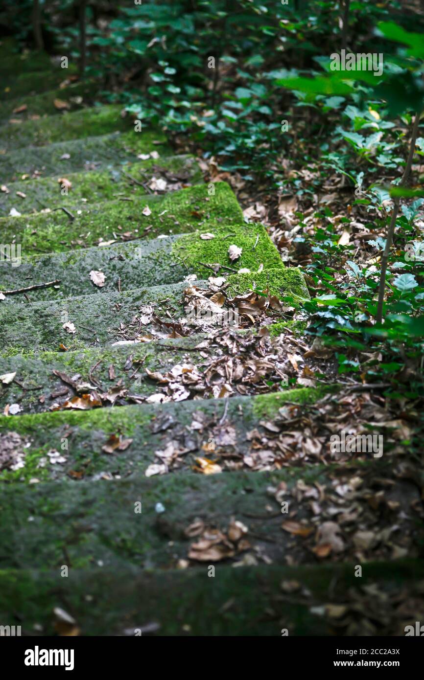 Deutschland, gemauerte Treppen von Moss, Nahaufnahme Stockfoto