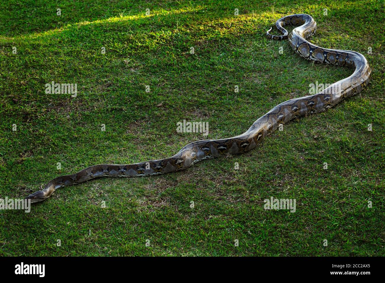 Indonesien, Bali, Python (Pythoninae) Stockfoto