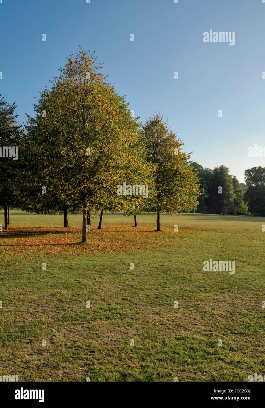 Spätsommer Early Autumn Season - gefallene Blätter und Bäume in einer Parklandschaft Natur Hintergrund. Stockfoto