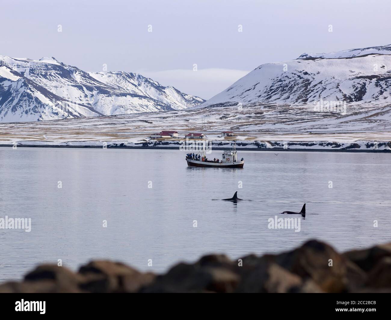 Island, Blick auf Forschung Boot beobachten Schwertwale an der Küste von Grundarfjordur Stockfoto