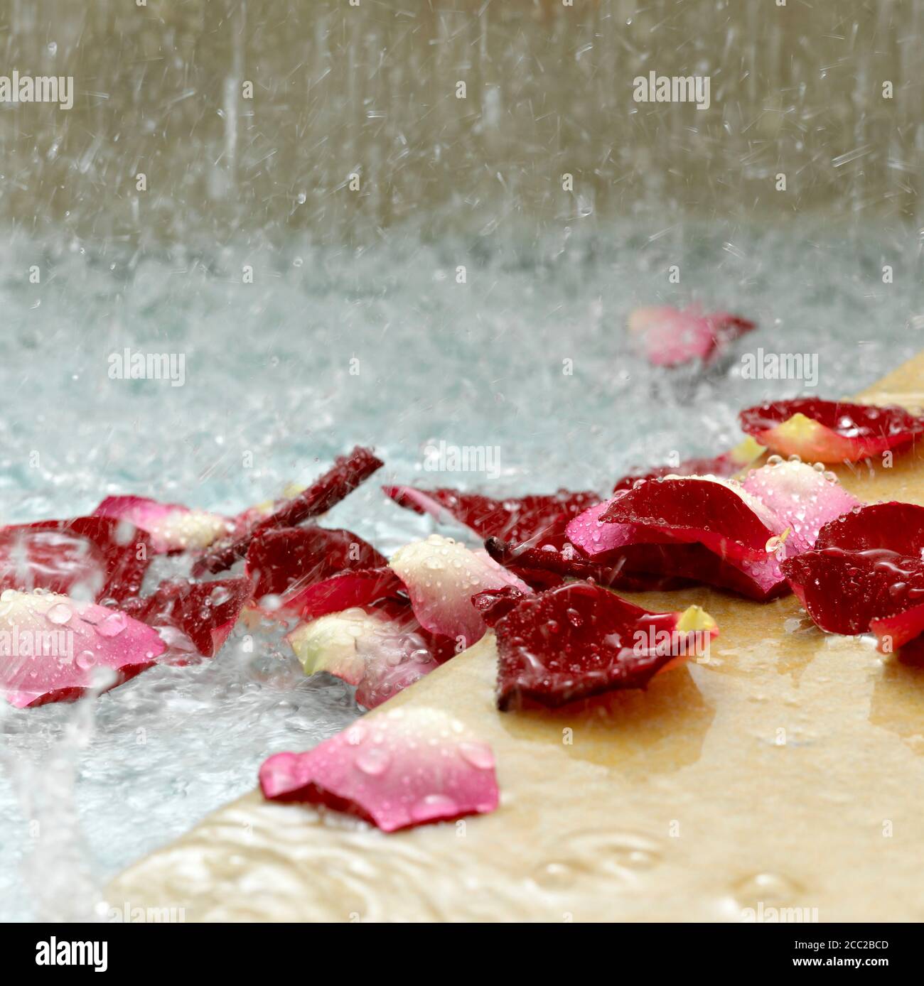 Rosenblätter im Wasser, Nahaufnahme Stockfoto