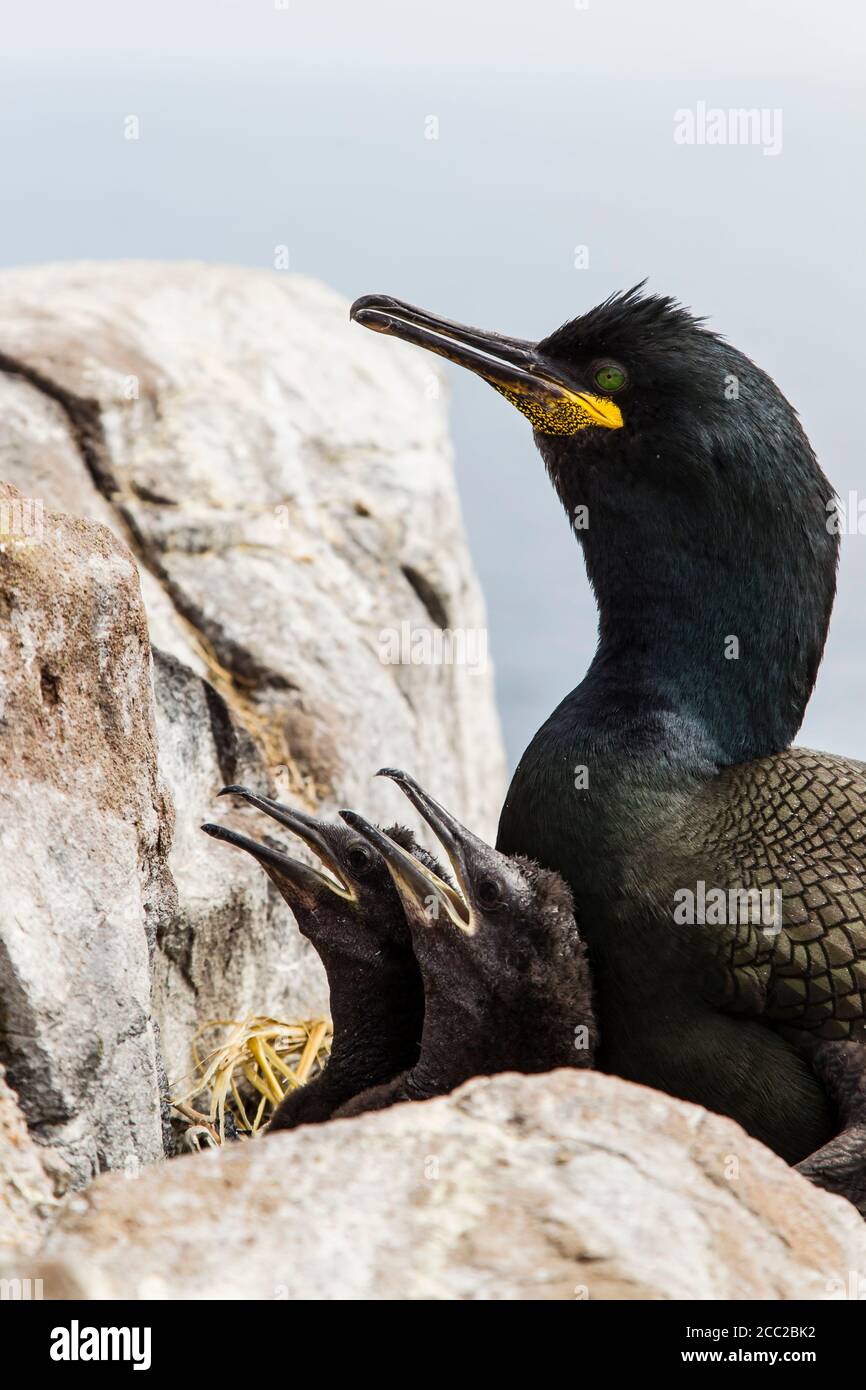 England, Northumberland, Shag mit jungen Stockfoto