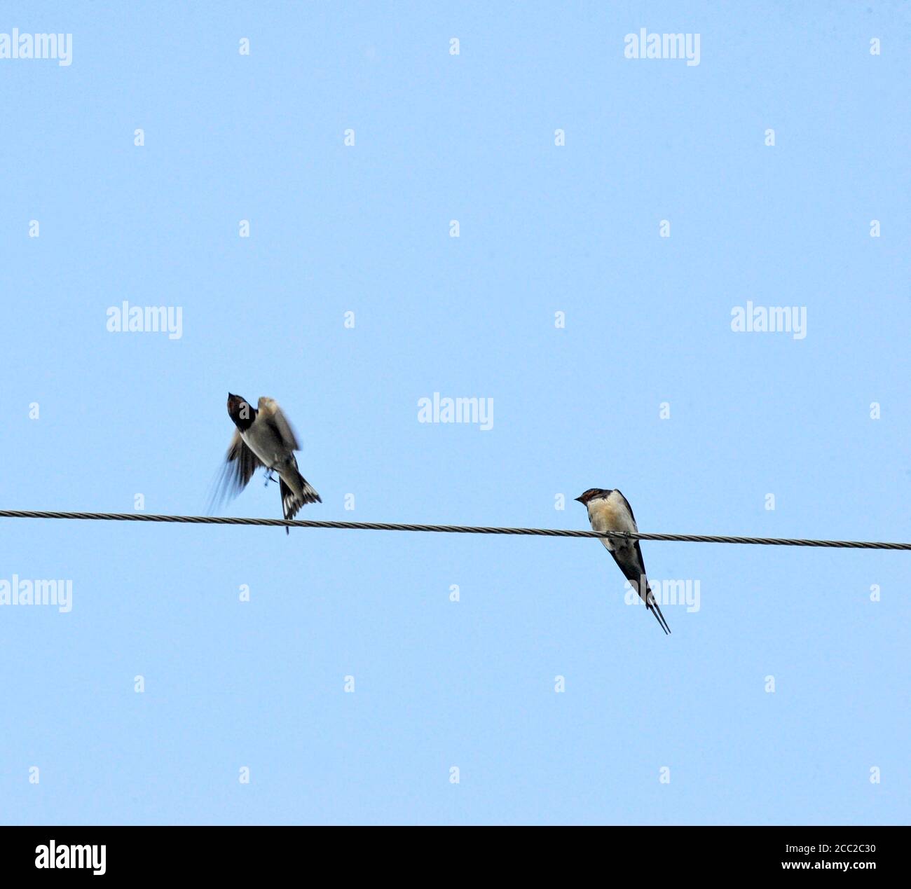 Zwei Scheunenschwalben, Hirundo rustica, auf dem Kabel-Bild Stockfoto