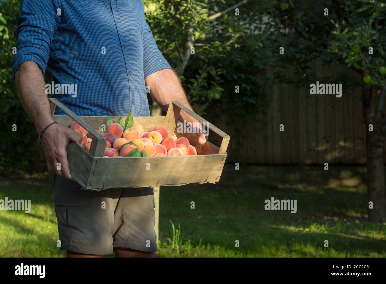 Bio-Pfirsiche von Hand aus dem Obstgarten gepflückt, im Sommer Stockfoto