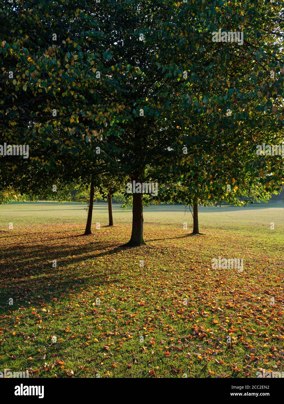 Spätsommer Early Autumn Season - gefallene Blätter und Bäume in einer Parklandschaft Natur Hintergrund. Stockfoto