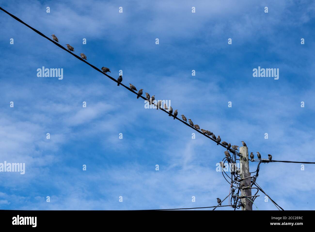 Stare-Herde [Sturnus vulgaris], die auf einer Stromleitung mit einem blauen Himmel hinter ihnen thront. Stockfoto