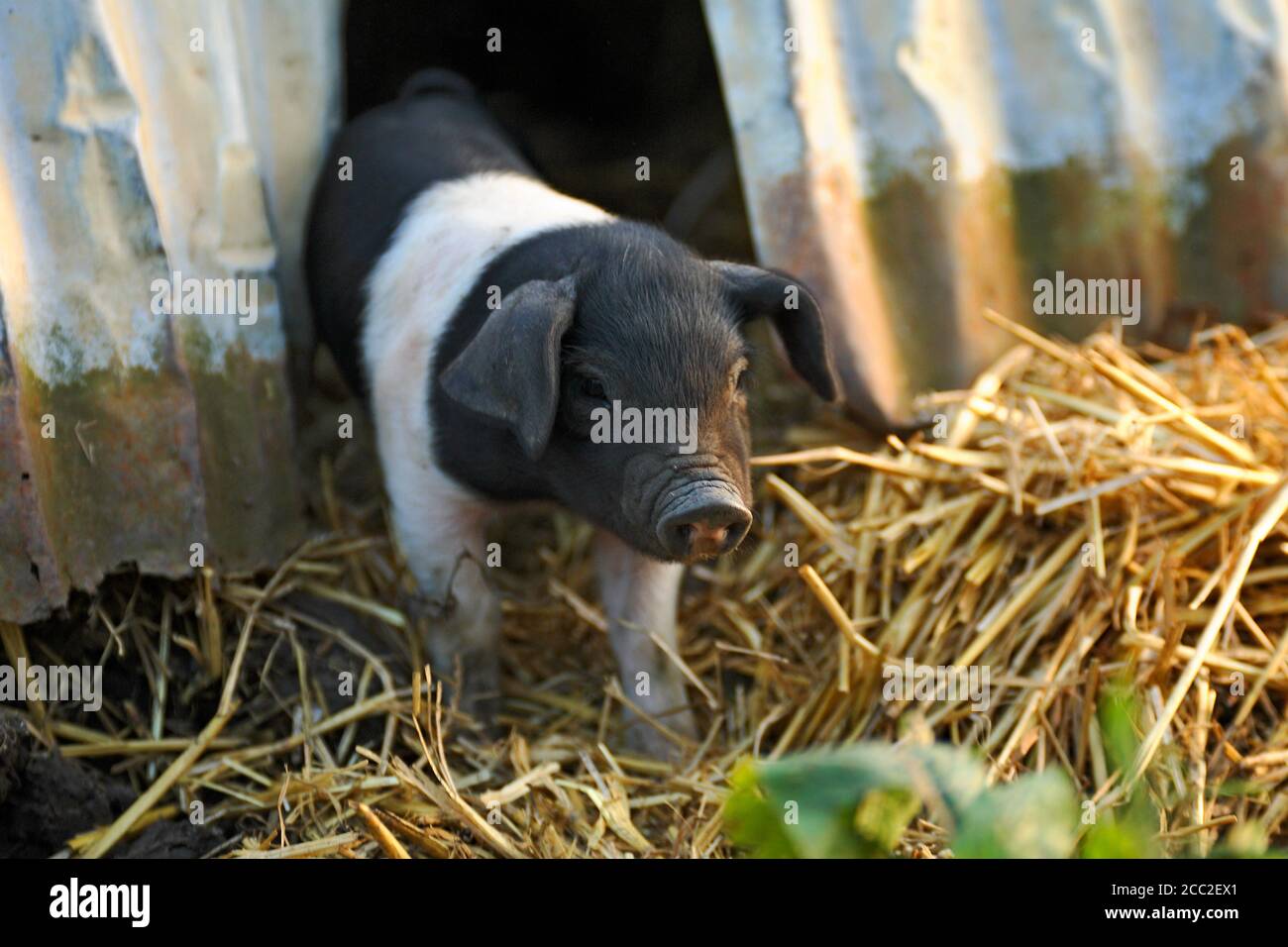 Landwirtschaftliche Schweine (Sus domestica) Stockfoto