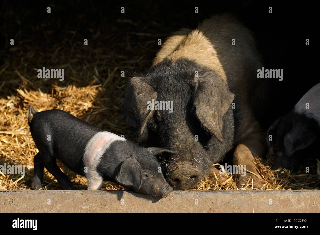 Schweine in einem Stall (Sus domestica) Stockfoto