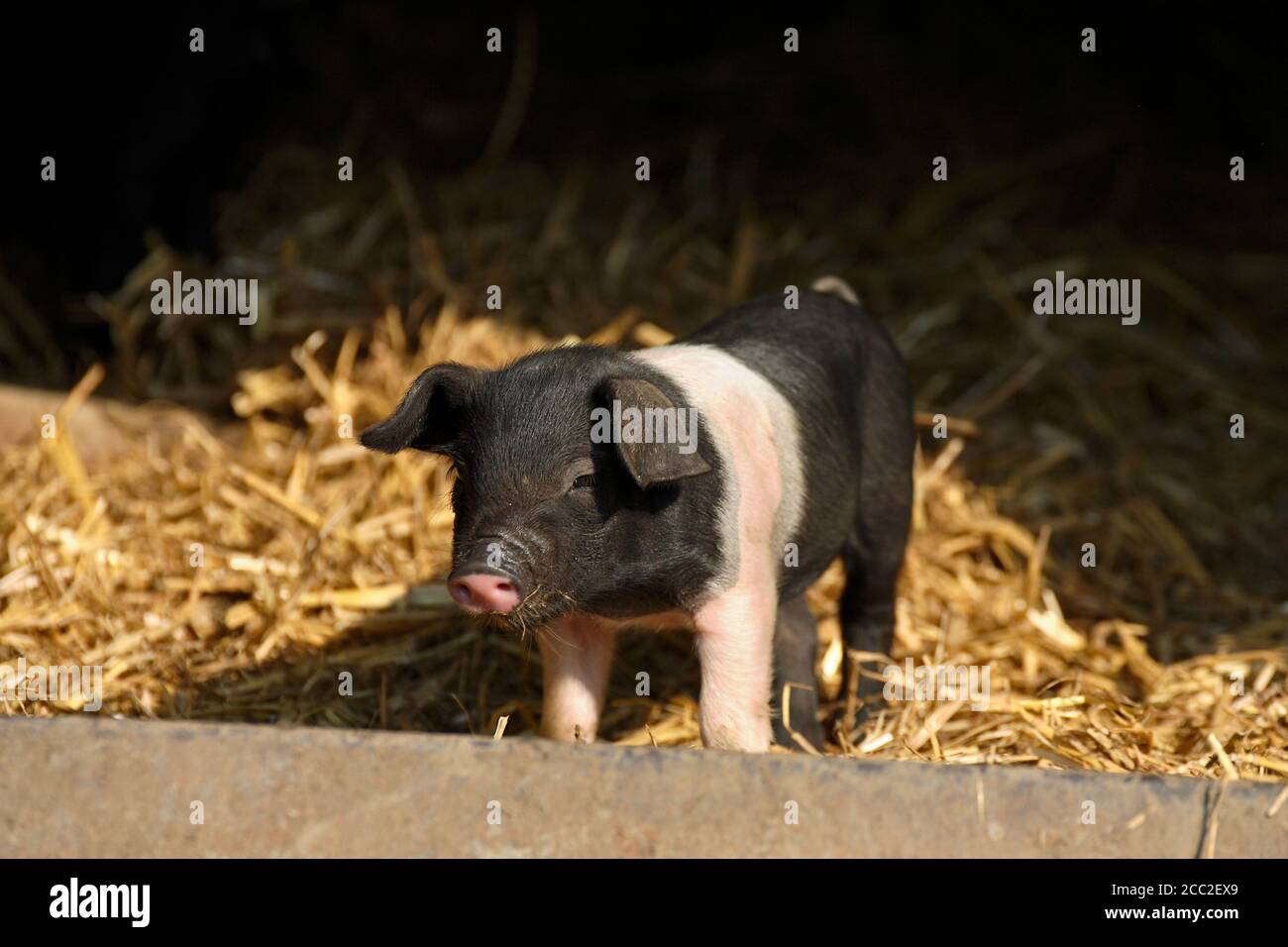 Landwirtschaftliche Schweine (Sus domestica) Stockfoto
