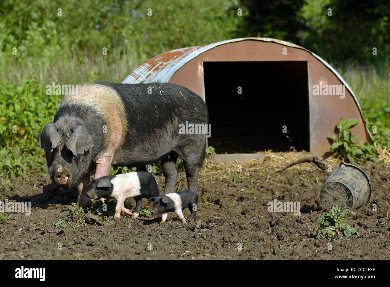 Freerange British Saddleback Ferkel - Oxfordshire, UK Stockfoto