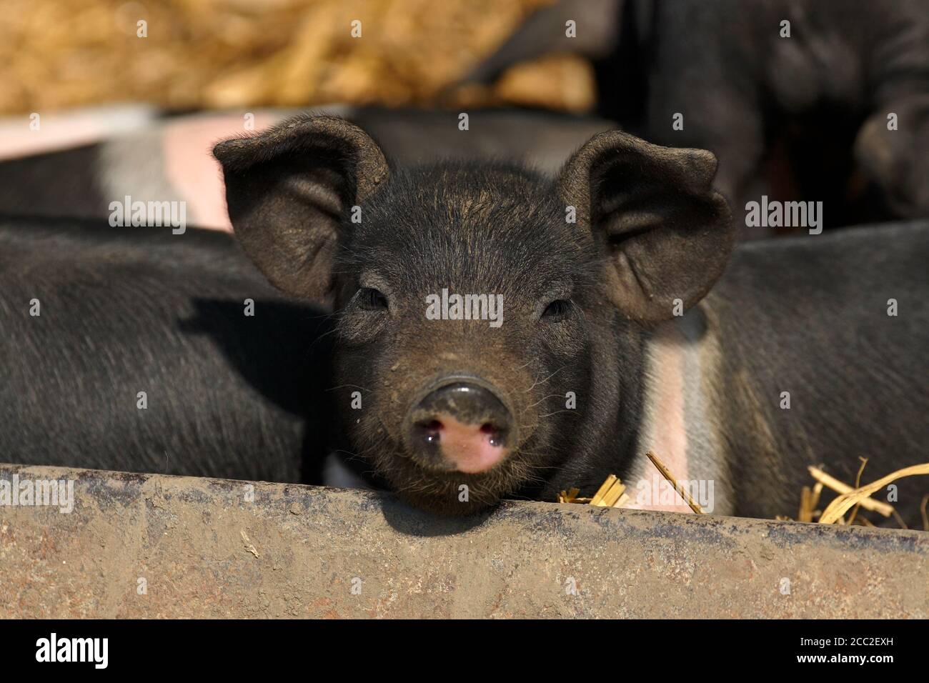 Freerange British Saddleback Ferkel - Oxfordshire, UK Stockfoto