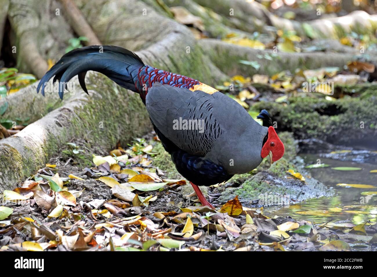 Ein männlicher siamesischer Feuerrückkamin (Lophura diardi) Im Wald im Nordosten Thailands Stockfoto