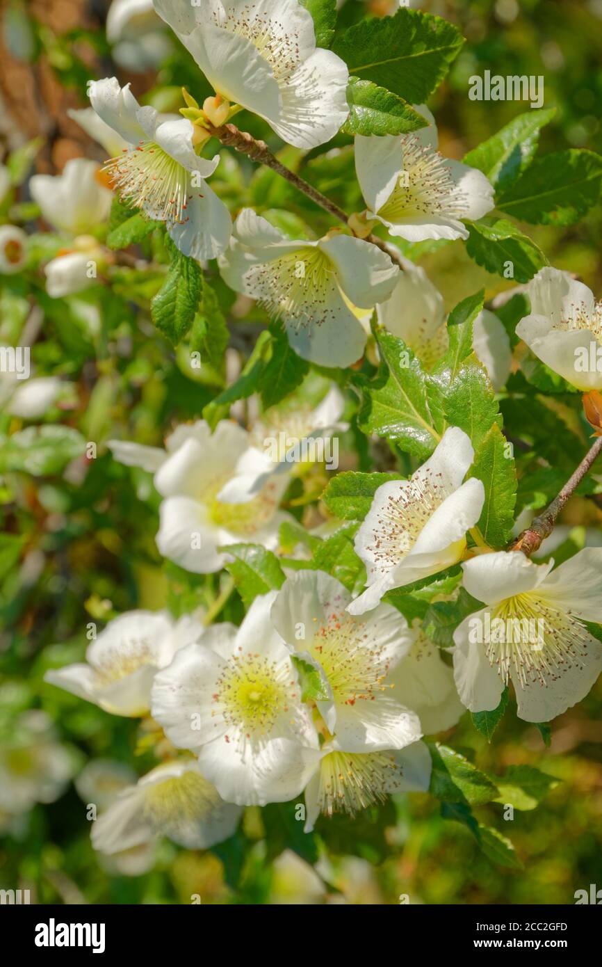 Eucryphia x nymansensis blühen. Stockfoto