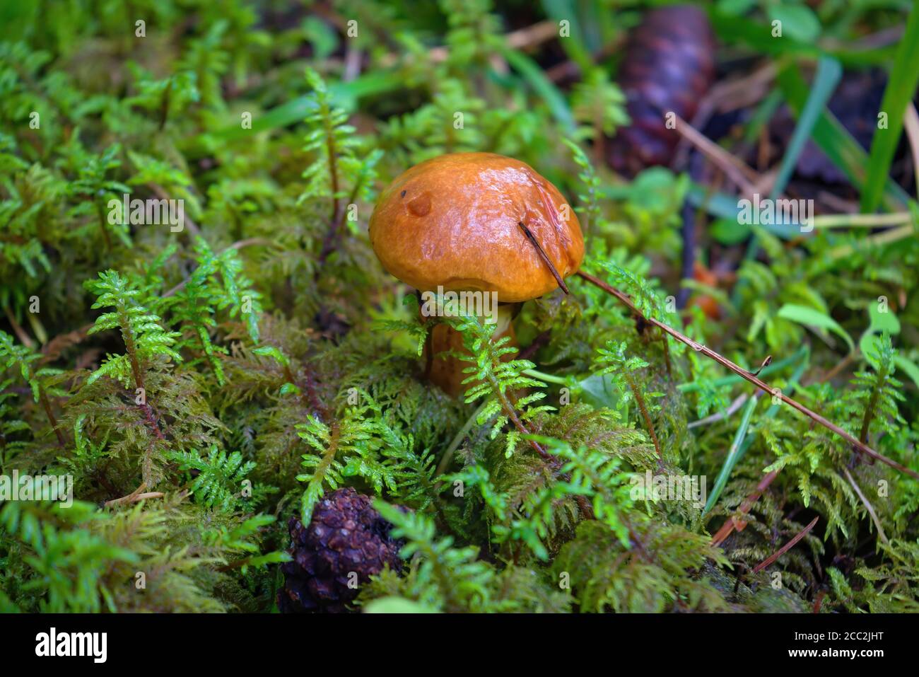 Der junge Suillus luteus Pilz, auch Slippery Jack oder Sticky Bun genannt. Essbare Pilze Hintergrund. Stockfoto