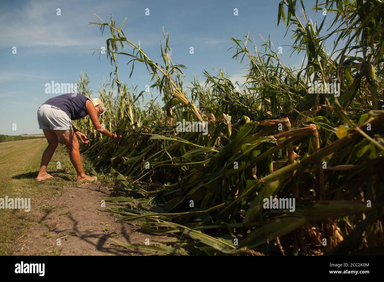 Cedar Rapids, Iowa, USA. August 2020. 16. Aug. 2020: Nancy Wilhelmi steht unter den Verwüstungen auf ihrer Farm in Atkins, Iowa. Sie stammt aus einer langen Reihe von Bauern, und jetzt ist ihr gesamter Lebensunterhalt an einem Tag zerstört worden. Der Mais, der sie durch dieses und nächstes Jahr bekommen hätte, wird zerstört. Die Bauernschaft wurde extrem hart getroffen, nachdem ein Sturm am Montag, den 10. August durchgeblasen hatte. Dies ist eine von vielen Bauernhöfen, die in Atkins und Umgebung zerstört wurde. Cedar Rapids und viele der umliegenden Grafschaften wurden am 10. August von einem Derecho getroffen. Fast eine Woche später, und viele peop Stockfoto