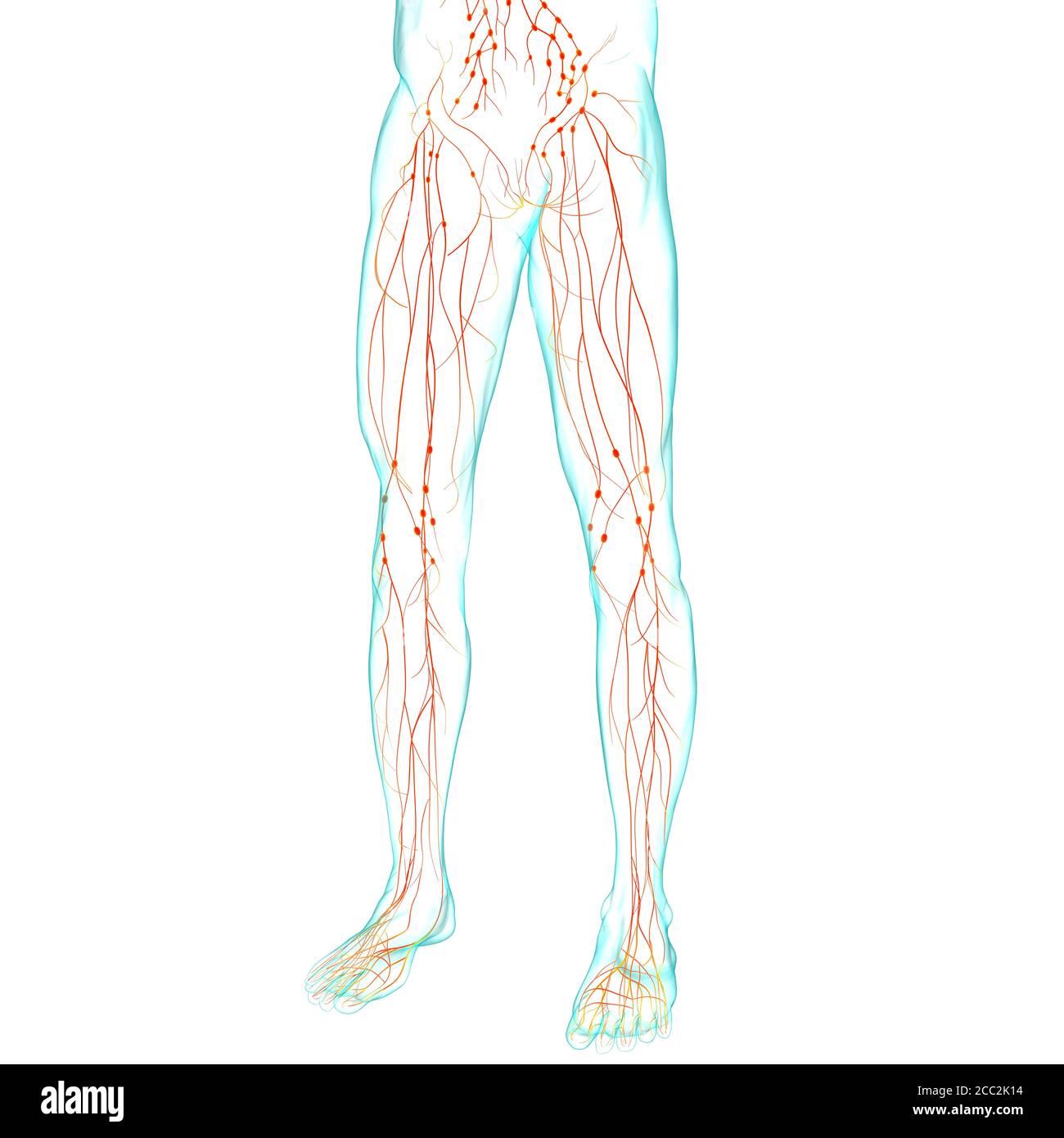 Menschliche Lymphknoten Anatomie für medizinisches Konzept 3D Illustration Stockfoto