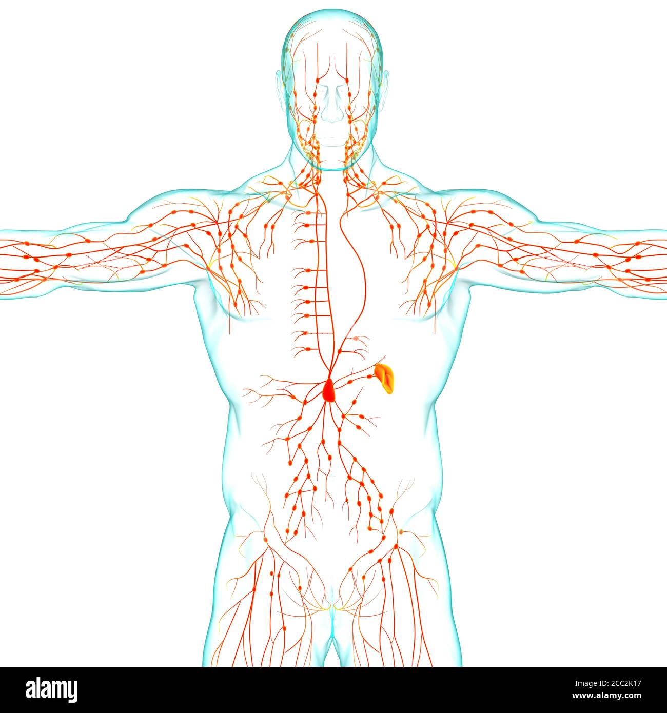 Menschliche Lymphknoten Anatomie für medizinisches Konzept 3D Illustration Stockfoto