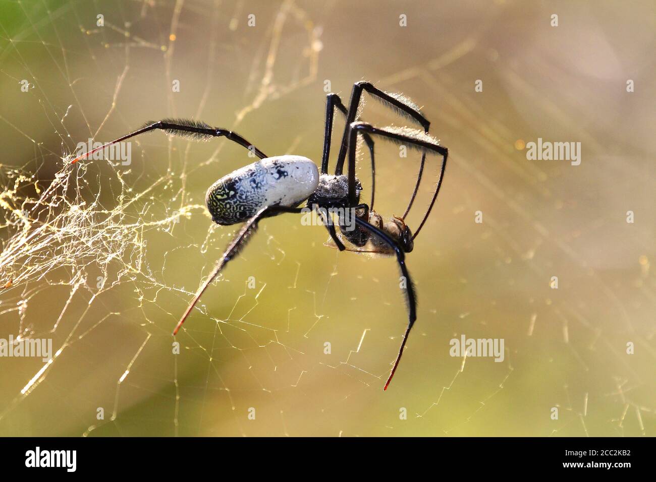 Eine goldene Orb-Netz Spinne kurz nach dem Fang einer Honigbiene. Fotografiert im Kirstenbosch National Botanical Garden in Kapstadt. Stockfoto