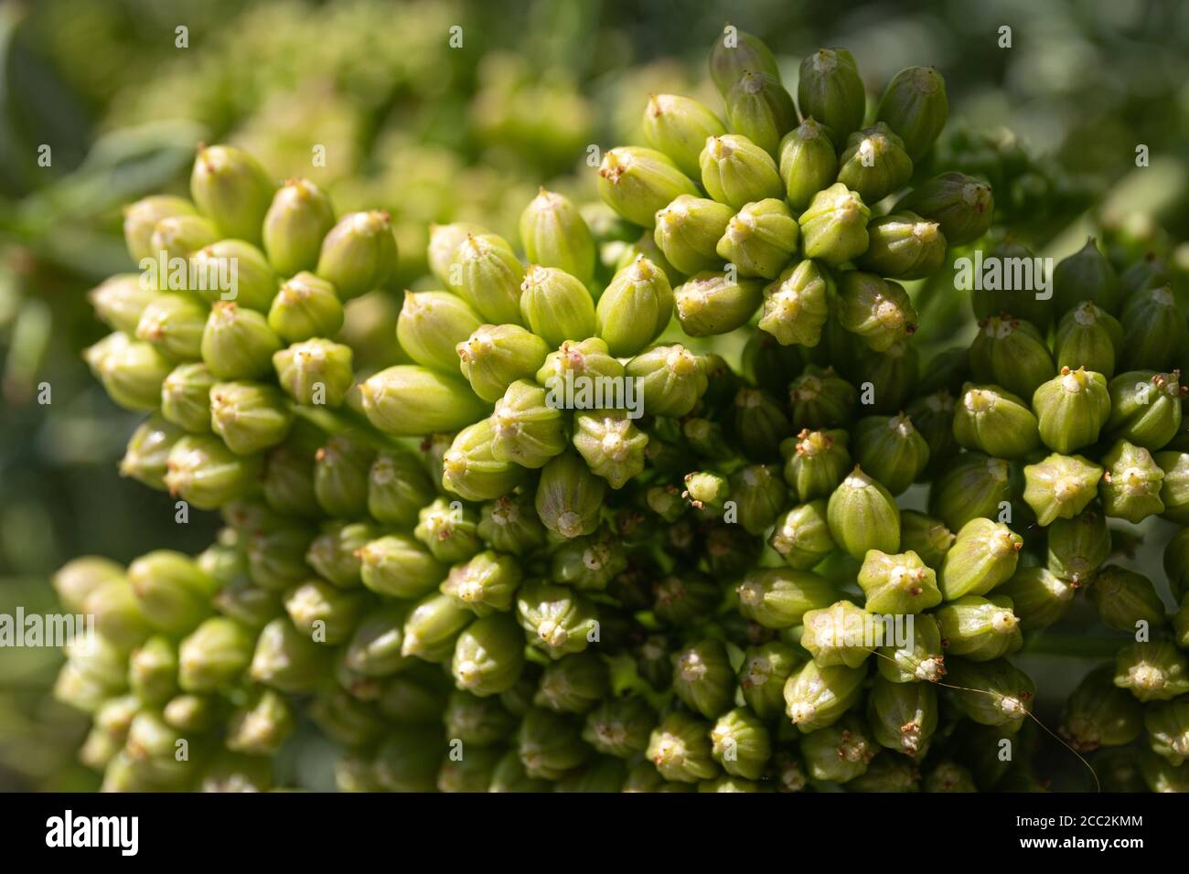 Meeresfenchel oder Rock Samphire aus nächster Nähe. Crithmum maritimum L. Apiaceae. Makrofotografie Stockfoto