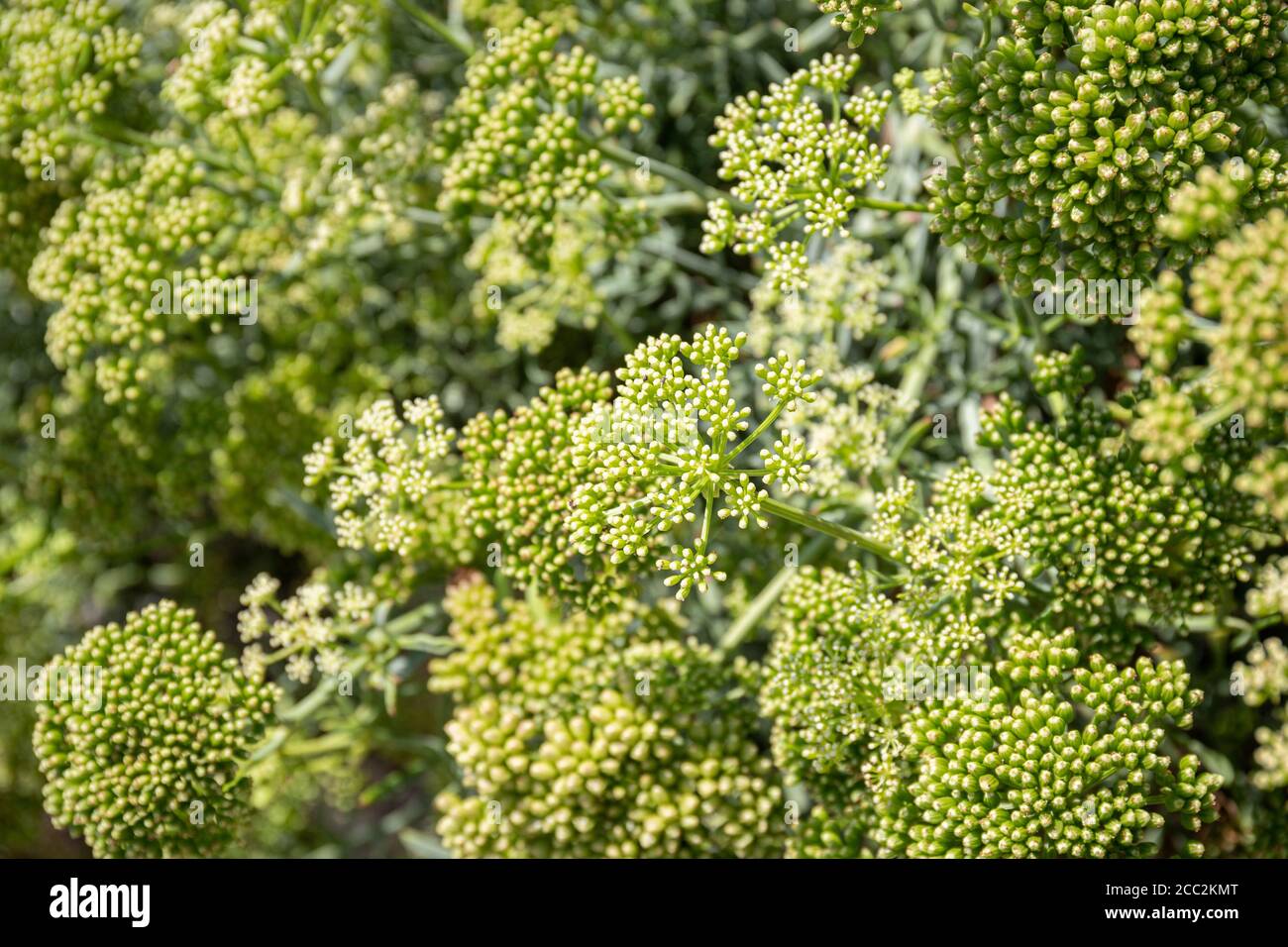 Meeresfenchel oder Rock Samphire aus nächster Nähe. Crithmum maritimum L. Apiaceae Stockfoto