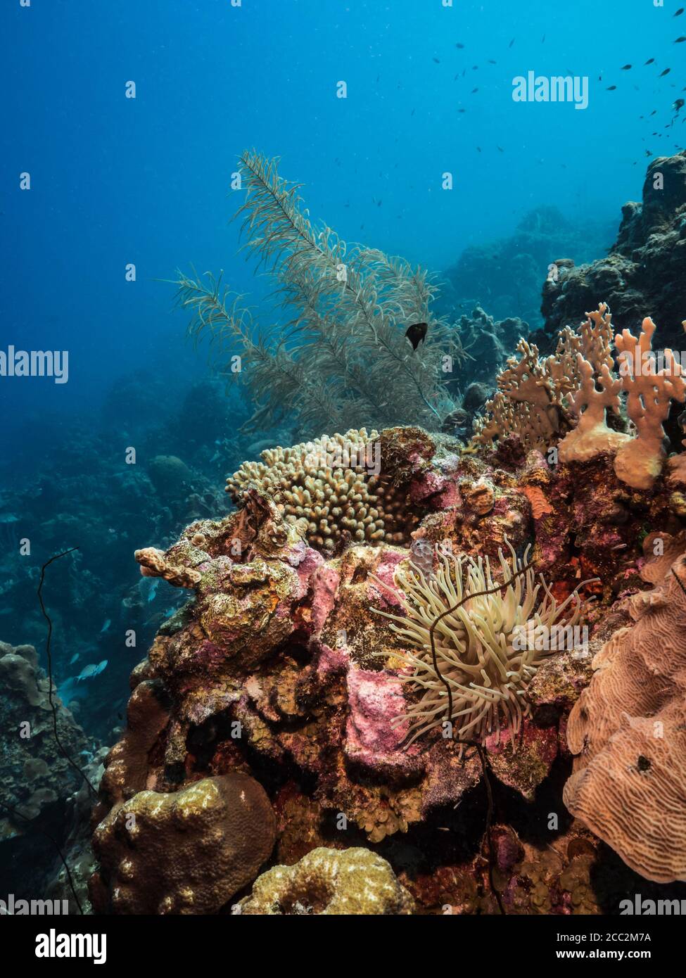 Seascape in türkisfarbenem Wasser von Korallenriff in der Karibik / Curacao mit Sea Anemone Fisch, Korallen und Schwamm Stockfoto