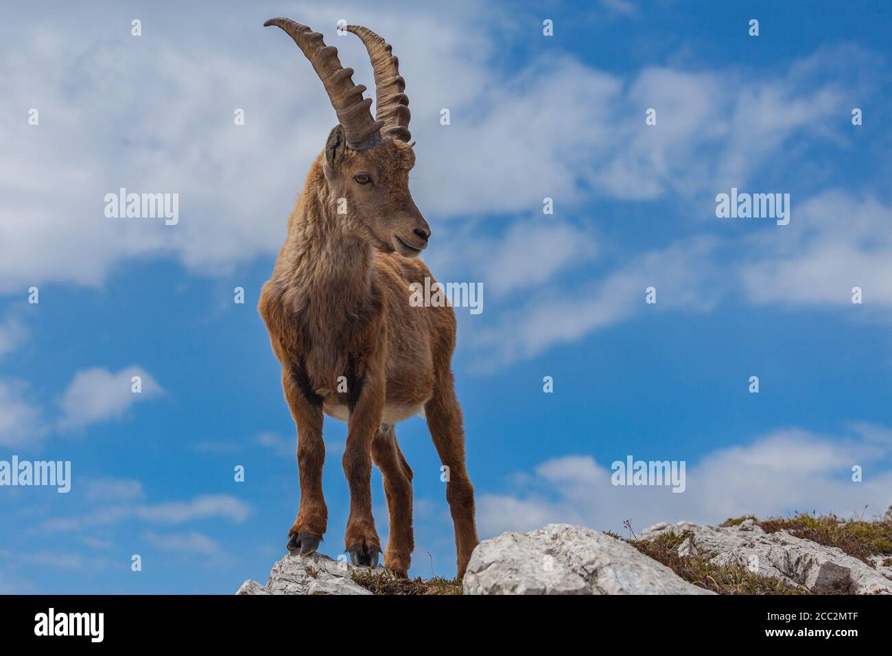 Junger Steinbock mit leicht gegen den Himmel gedrehten Kopf, Dolomiten, Italien. Hochgebirge wilde Tierwelt Stockfoto