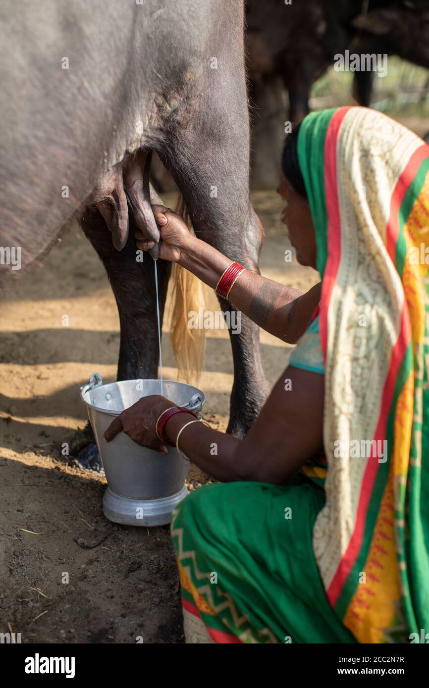 Bhagwanti Devi (55) melkt einen Büffel in ihrem Haus in Bihar, Indien. Im Rahmen ihrer Teilnahme am Transboundary Flood Resilience Project konnte sie in ein kleines Milchproduktionsunternehmen investieren, um ihren landwirtschaftlichen Lebensunterhalt zu ergänzen. Die Haltung von Milchkühen bedeutet, dass Bhagwanti und ihre Familie weniger anfällig für Schocks durch überflutete Felder und zerstörte Feldfrüchte während der Regenzeit sind. Stockfoto