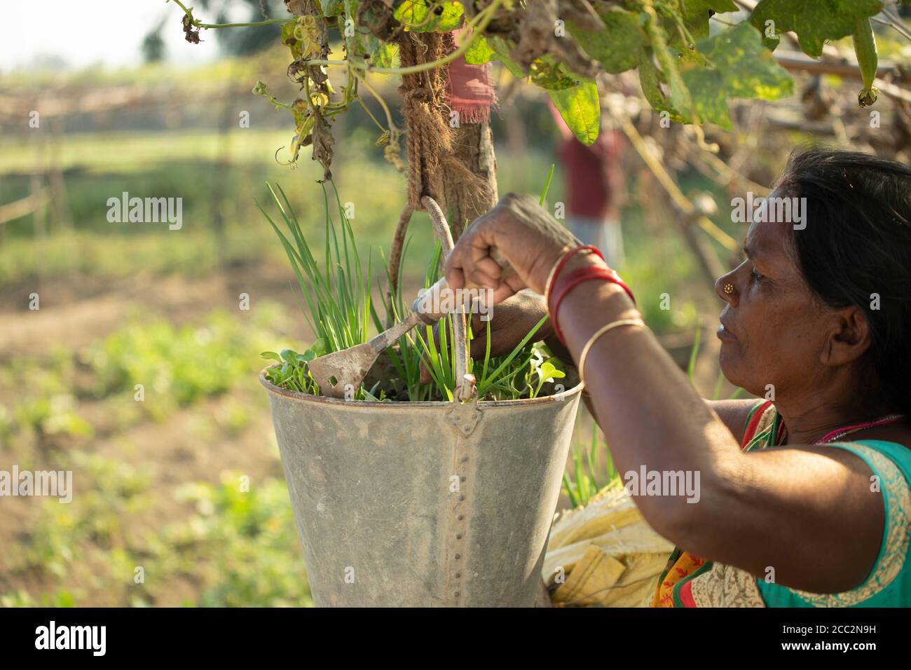 Eine Kleinbäuerin züchtet Sämlinge, die an einem Gitter hängen, um zu verhindern, dass ihre Ernten durch Überschwemmungen auf ihrem kleinen Bauernhof im indischen Bundesstaat Bihar beschädigt werden. Stockfoto