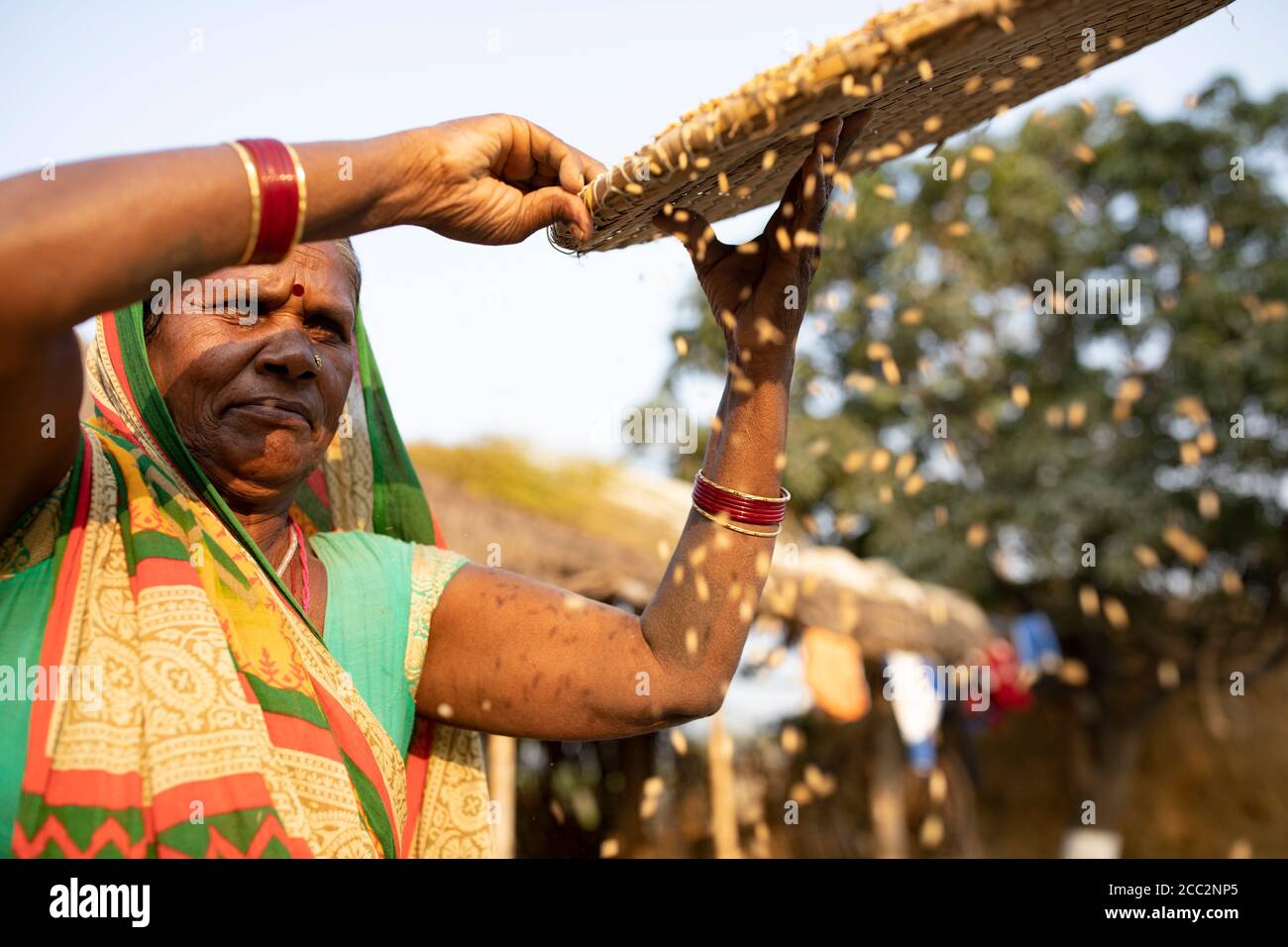 Eine Kleinbäuerin weint auf ihrem kleinen Bauernhof im indischen Bundesstaat Bihar ihre Reiskorn-Ernte. Stockfoto