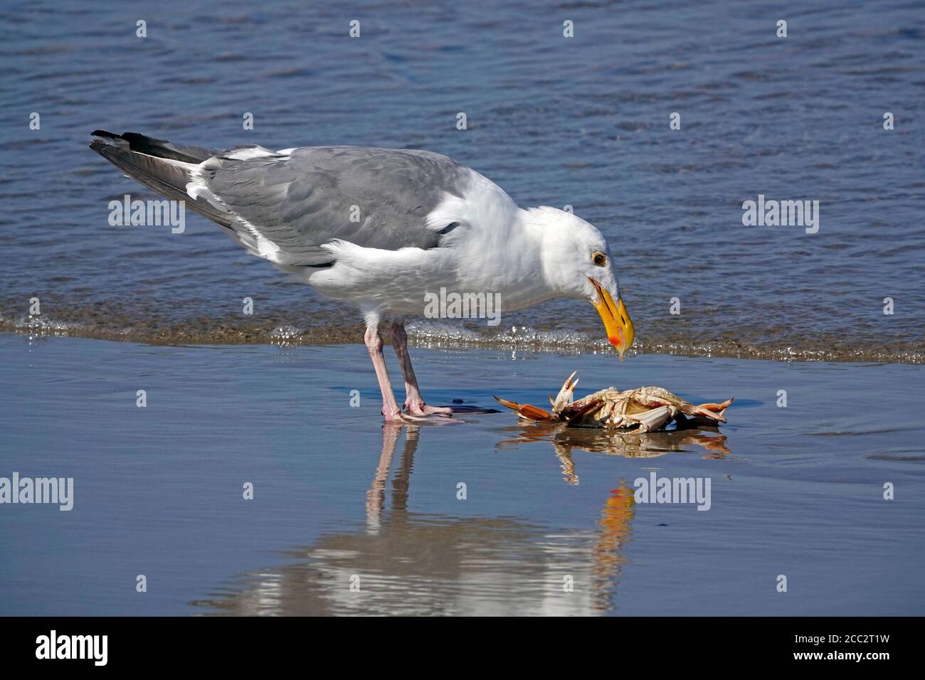 Eine kalifornische Möwe, die eine Dungeness-Krabbe an einem einsamen Strand an der Pazifikküste von Oregon in der Nähe der Stadt Yachats, Oregon, isst. Stockfoto
