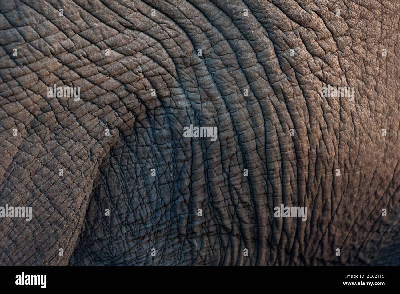 Hautdetail eines afrikanischen Elefanten Loxodonta africana Kruger National Park, Südafrika Stockfoto