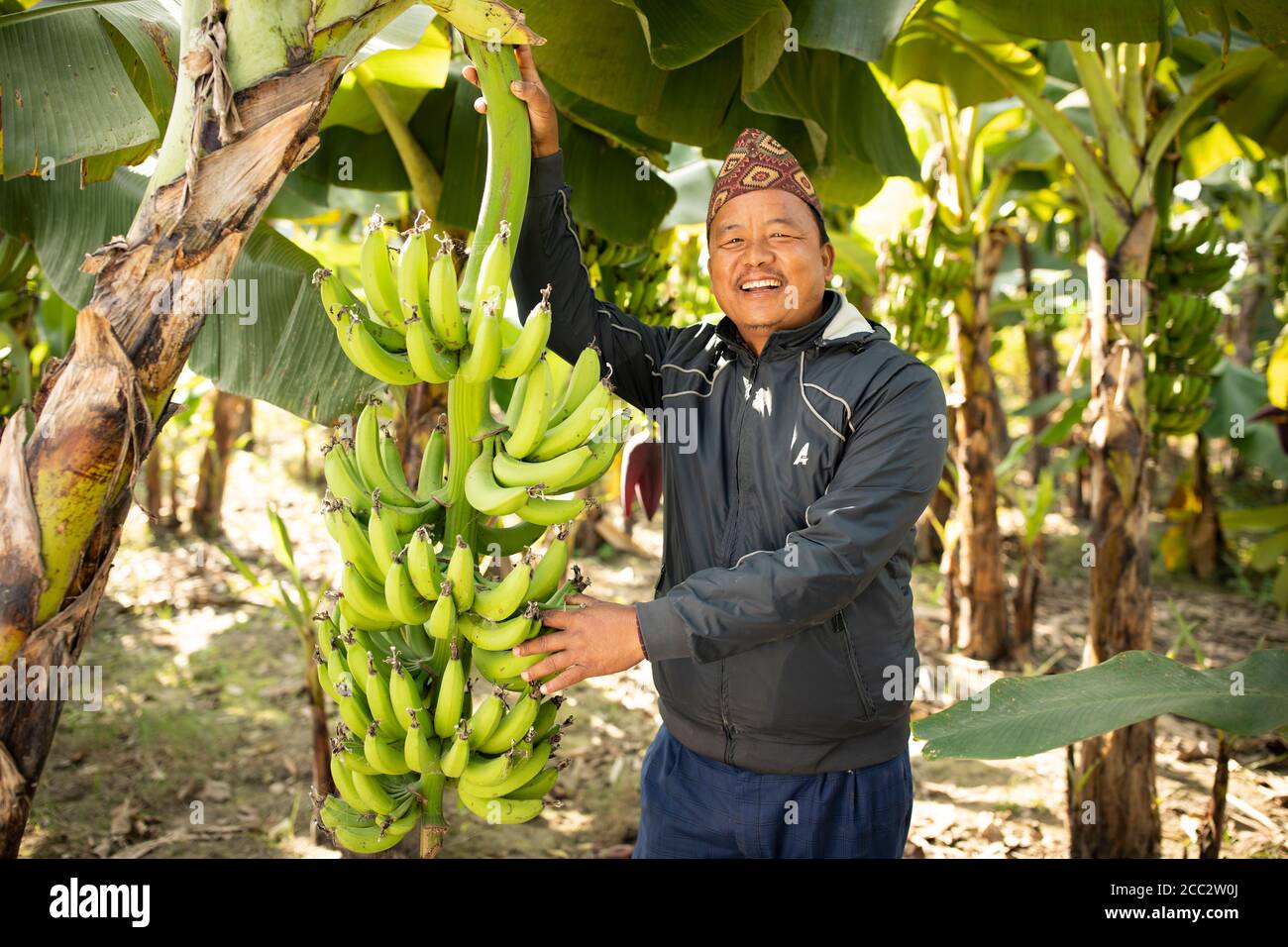 Dhan Bahadur (45) zeigt einen gesunden Bananenhaufen auf seinen Feldern im Nawalparasi District, Provinz Nr. 5, Nepal. Im Rahmen des Transboundary Flood Resilience Project hat LWR diese neue Bananensorte, bekannt als G9, auf seiner Farm eingeführt, die gegen Hochwasser und Wassereinschlag resistent ist. Stockfoto