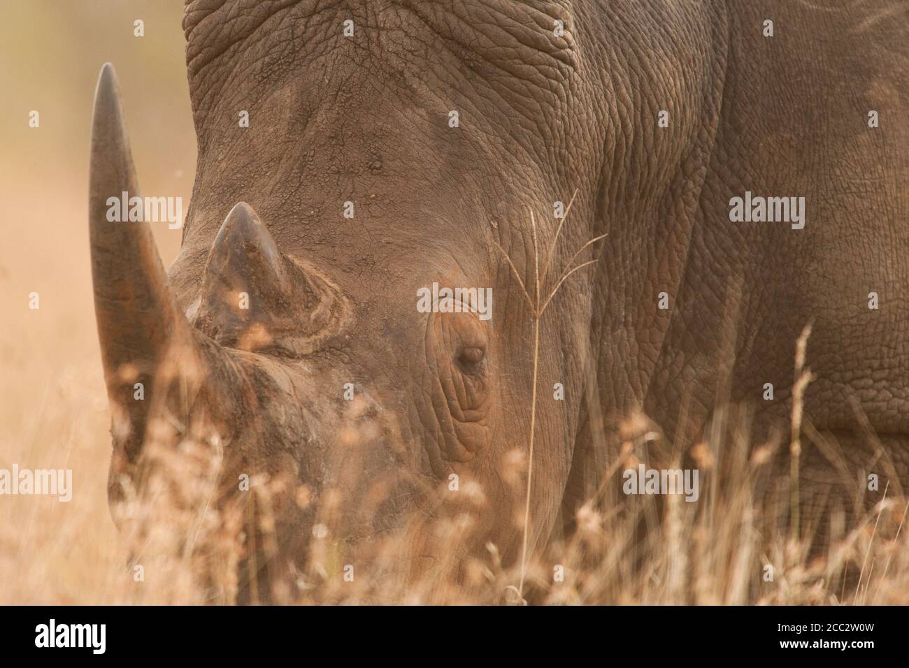 White Rhinoceros oder Rhino Ceratotherium simum Kruger National Park, Südafrika Stockfoto