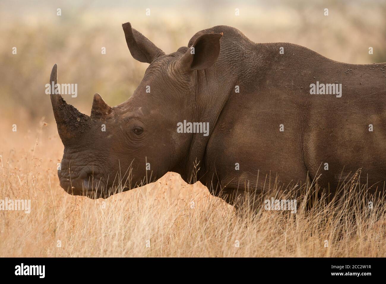 White Rhinoceros oder Rhino Ceratotherium simum Kruger National Park, Südafrika Stockfoto