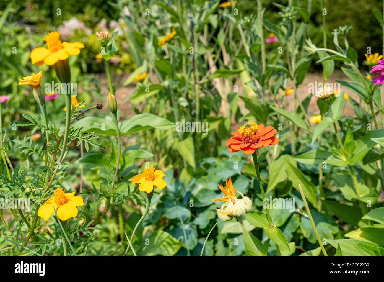 Wilde gelbe und orange Blumen im Garten Stockfoto