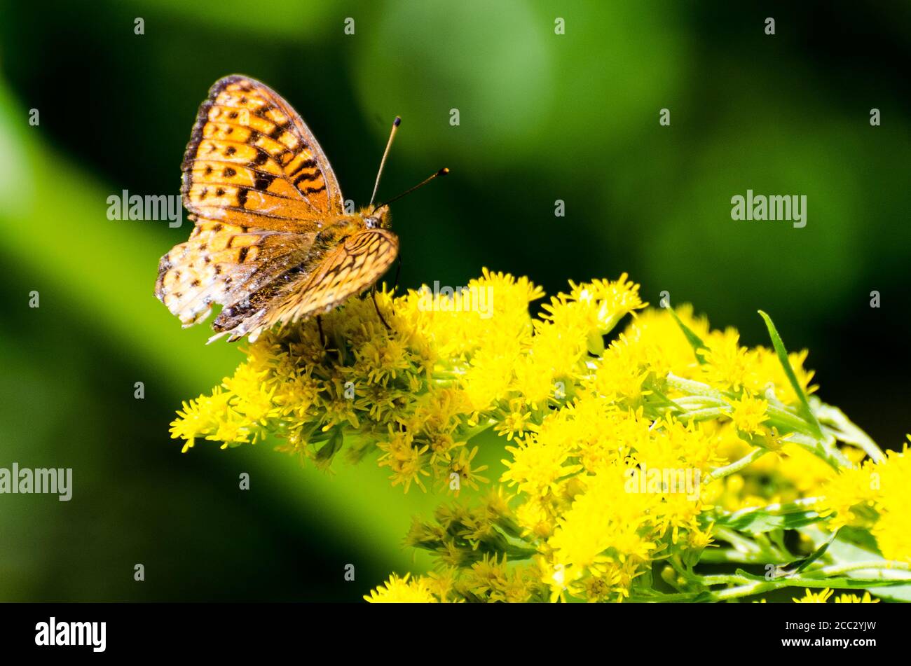 Freija Fritillary Schmetterling auf einer gelben Blume im Duck Mountain Provincial Park, Manitoba, Kanada - Boloria Butterfly Stockfoto