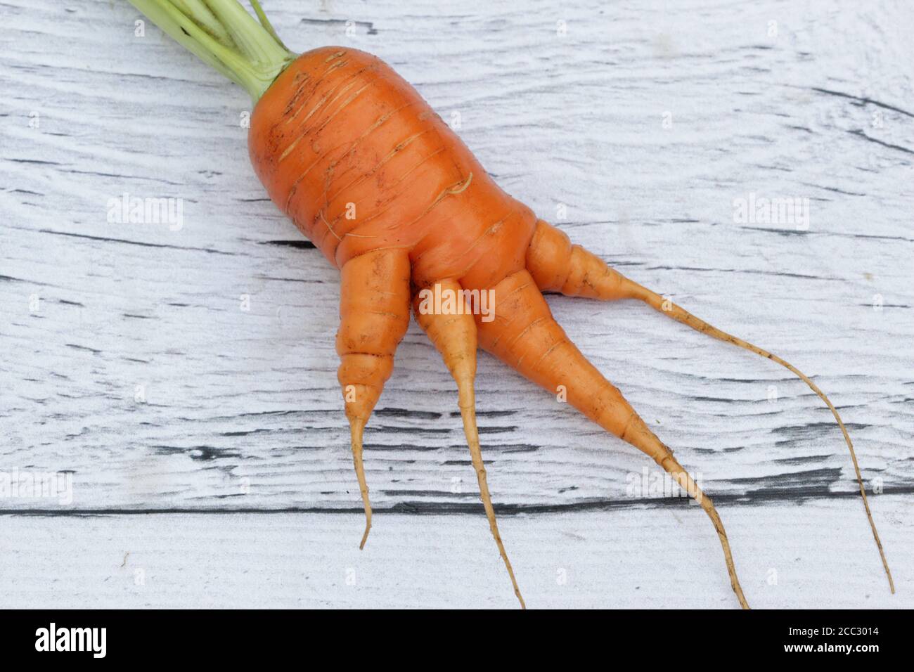 Trendige hässliche Bio-Gemüsekarotte auf dem Holzhintergrund. Komisches, unnormales Konzept für Gemüse- oder Lebensmittelverschwendung. Stockfoto