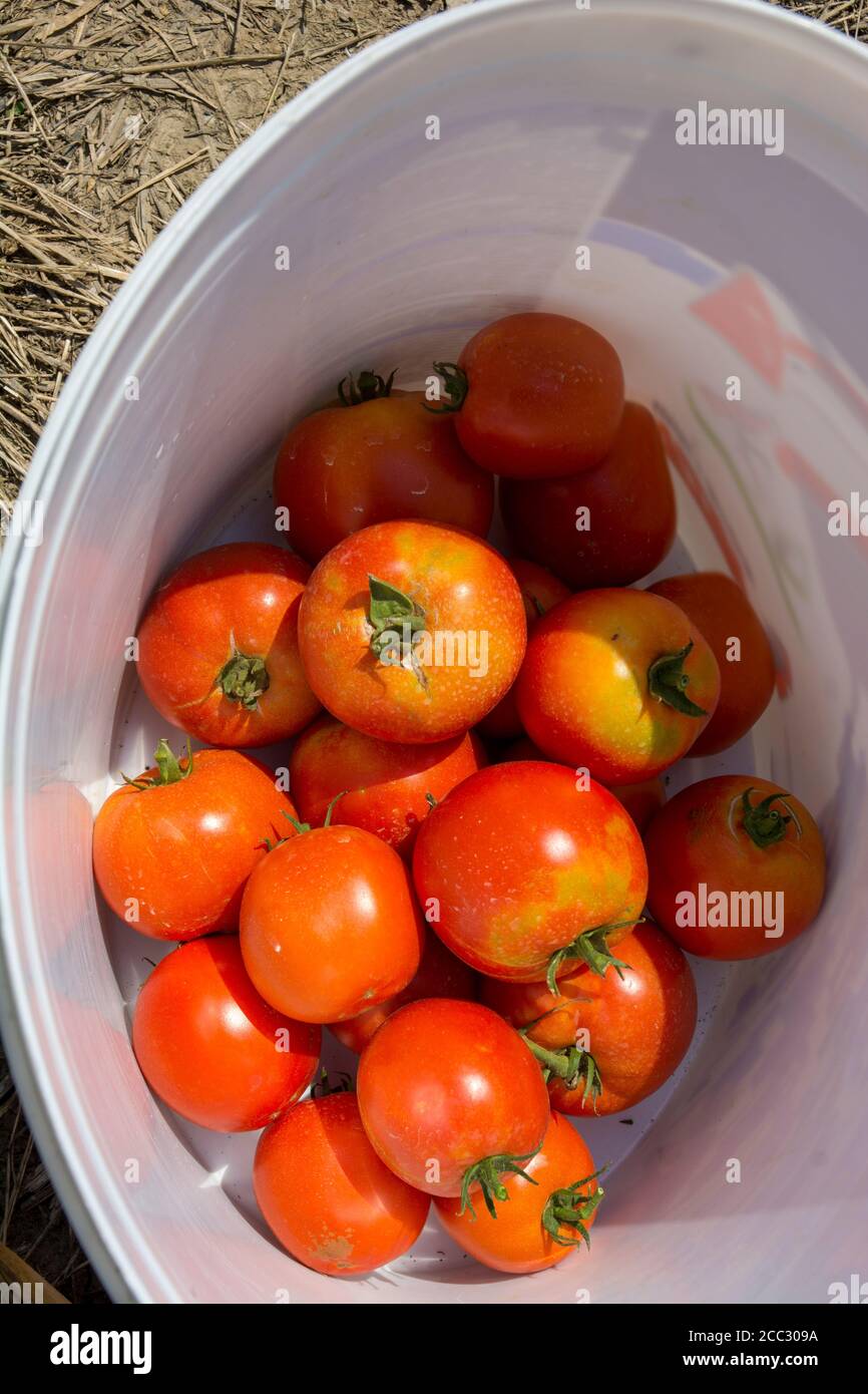 Schöne, frische, frisch gepflückte Tomaten aus eigenem Anbau in einem Eimer warten darauf, verkauft zu werden. Stockfoto