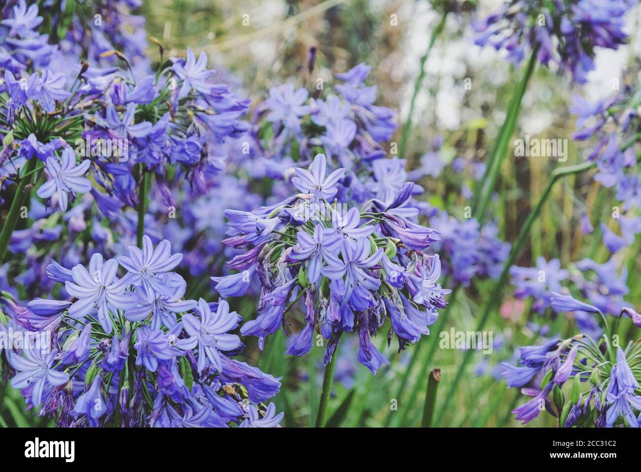 Blauer Agapanthus 'Nördlicher Stern' in Blüte Stockfoto