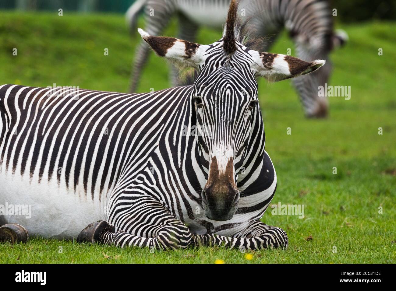 Kaiserliches Zebra ruht auf dem Gras vor einem Gehilfen, der in der Ferne grast. Stockfoto